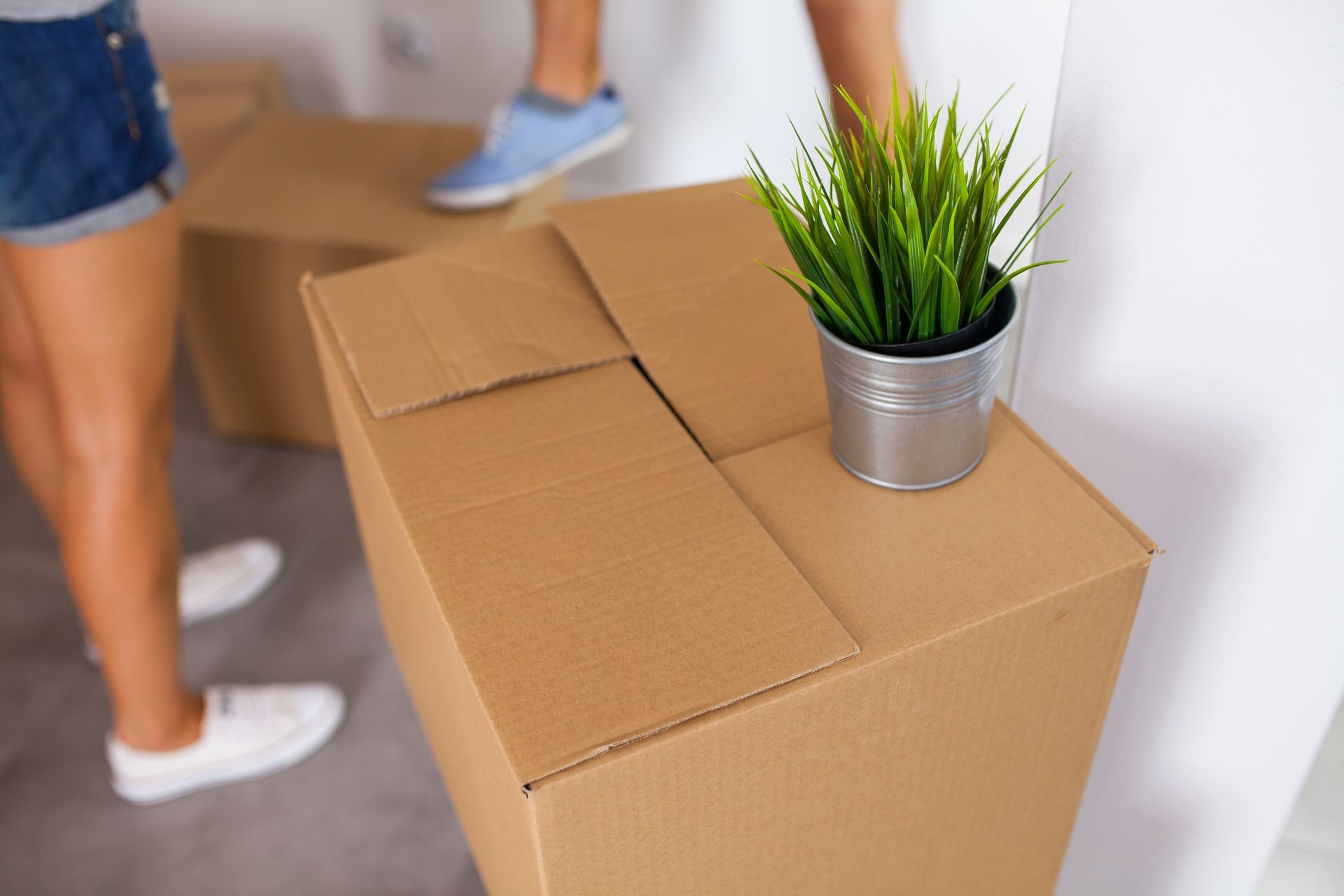 Moving box with a plant on it. Time to unpack. Close up